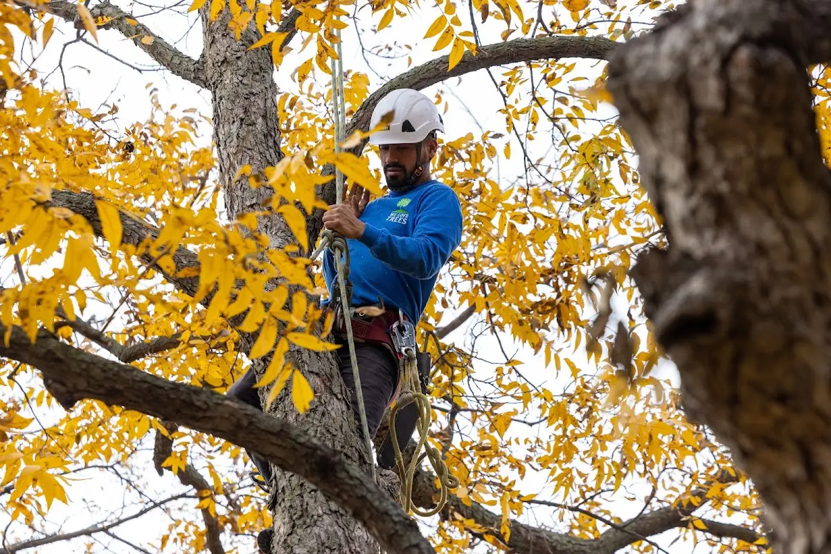Skilled Storm Damage Cleanup crew working in Otisco